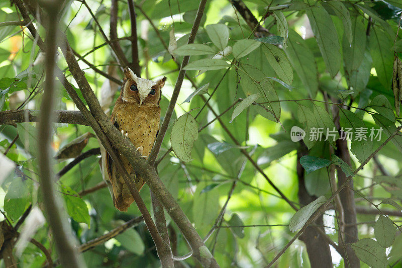 夜行鸟:成年白额镜鸮(Otus sagittatus)。